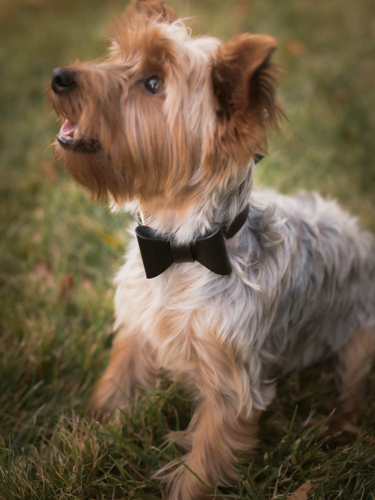 
                  
                    Load image into Gallery viewer, Italian Leather Dog Collar with Removable Bow
                  
                